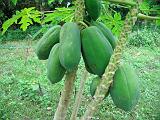 Filippine - Marinduque - 05